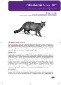Felis silvestris Schreber, 1777