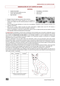 Observación de los cuerpos de Barr