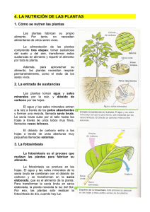 4. la nutrición de las plantas