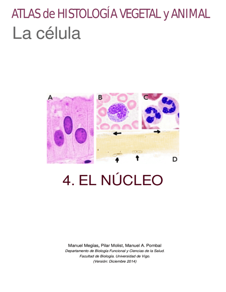 4.- El Núcleo - Atlas De Histología Vegetal Y Animal