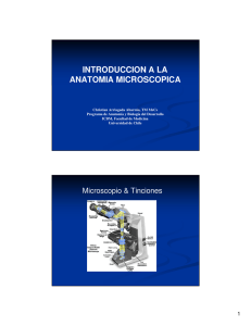 INTRODUCCION A LA ANATOMIA MICROSCOPICA - U