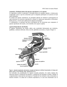 Anatomía y Fisiología Reproductiva Caprina