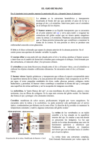 el ojo humano - BioGeo y Medio Ambiente