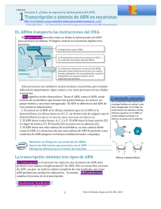 Transcripción o síntesis de ARN en eucariotas