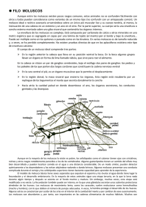 * FILO MOLUSCOS