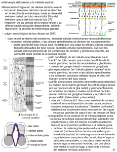 diferenciación/migración de células del tubo neural
