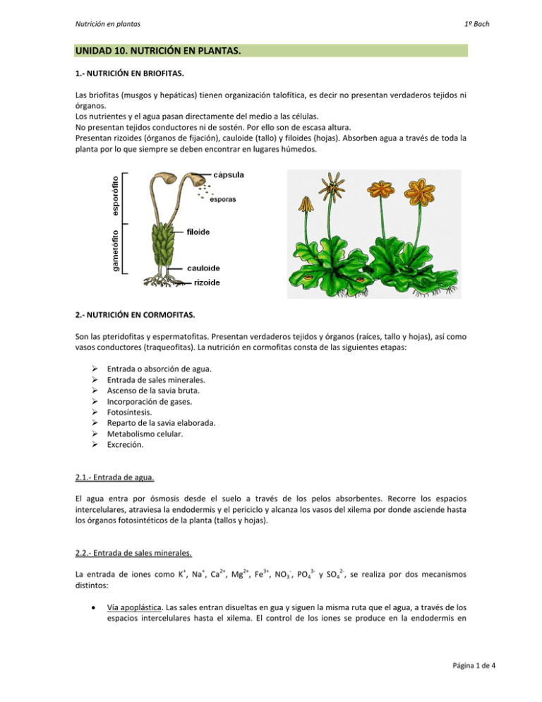 unidad 10. nutrición en plantas.