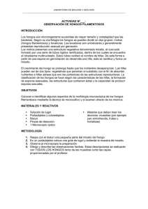 Cultivo hongos filamentosos