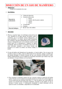 Disección de Ojo de Mamífero: Guía Anatómica