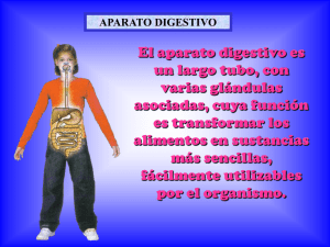 aparato-digestivo_alumnos