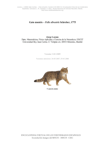 Gato montés – Felis silvestris Schreber, 1775