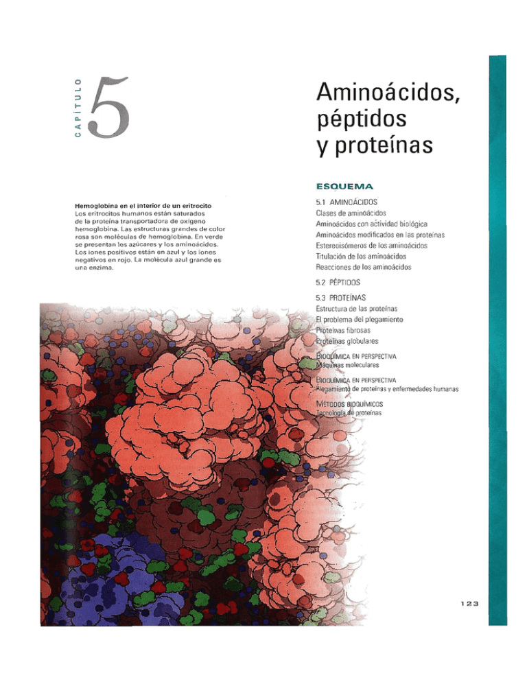 Aminoácidos, Péptidos Y Proteínas