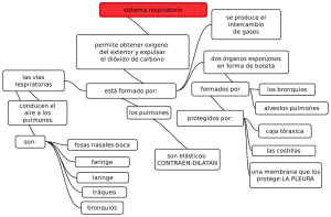 sistema respiratorio permite obtener oxígeno del exterior y expulsar