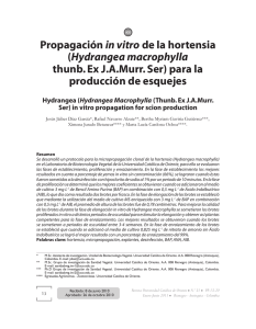 Propagación in Vitro de Hortensia: Protocolo de Micropropagación
