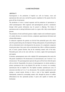 gametogénesis - Monografias.com