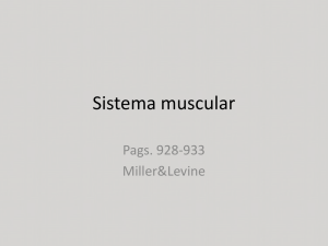 Sistema muscular