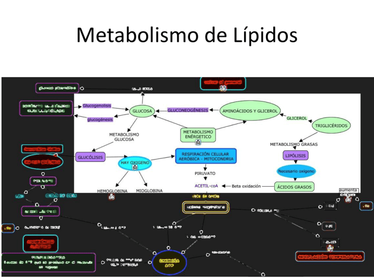Metabolismo de Lípidos