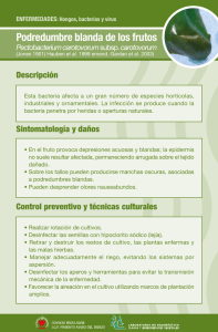 Podredumbre blanda de los frutos