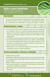 Roña o sarna bacteriana - Consejo Regulador IGP Pimiento Asado