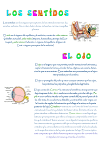 Los sentidos Los sentidos son los órganos perceptores de los