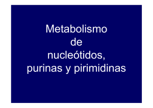 8. Purinas y pirimidinas
