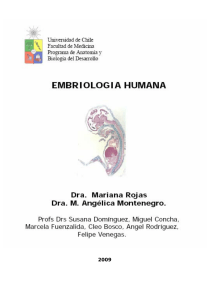 Apuntes para estudiar sistema Nervioso - U