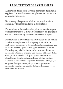 la nutrición de las plantas - Yo-comprendo