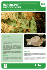mancha por epicoccoides