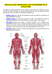 Músculos en el Estilo Crol: Anatomía y Función