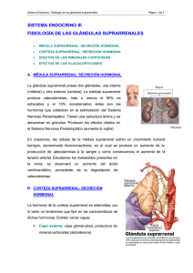 sistema endocrino iii fisiología de las glándulas suprarrenales