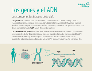 Genes y ADN: Los Componentes Básicos de la Vida