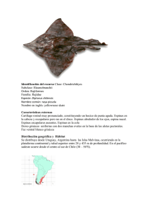 Identificación del recurso Clase: Chondrichthyes Subclase