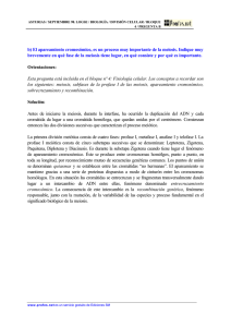 b) El apareamiento cromosómico, es un proceso muy importante de