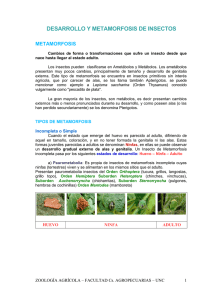 Desarrollo y Metamorfosis de Insectos: Guía de Zoología
