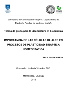 importancia de las células gliales en procesos de plasticidad