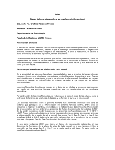 Taller Etapas del neurodesarrollo y su enseñanza tridimensional