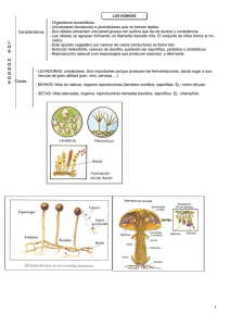 1 L O S H O N G O S Características