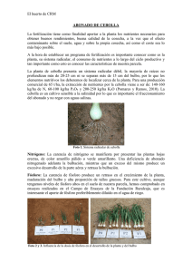 Boletín nº 43. Abonado de cebolla.