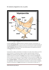 El sistema digestivo de un pollo - Finca Villa Elvira, un criadero de