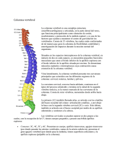 Anatomía de la Columna Vertebral: Estructura, Regiones y Función