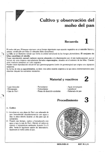 Cultivo y observación. del moho del ,pan