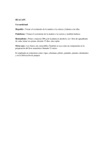 HUACAPU Uso medicinal Hepatitis : Tomar el cocimiento de la