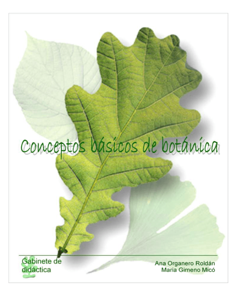 Conceptos Básicos De Botánica Pdf