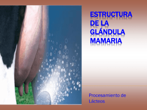 Estructura de la Glándula Mamaria