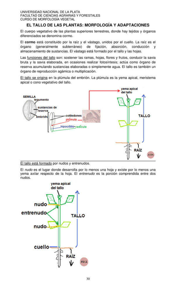 El Tallo De Las Plantas: Morfología Y Adaptaciones