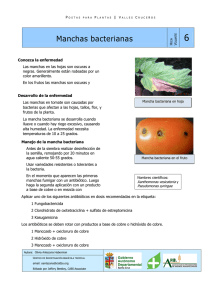 Manchas bacterianas