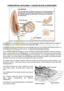 Formación y Alteraciones de las Plumas en Aves