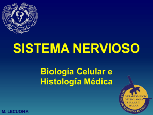 sistema nervioso - Departamento de Biología Celular y Tisular