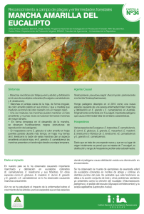 mancha amarilla del eucalipto