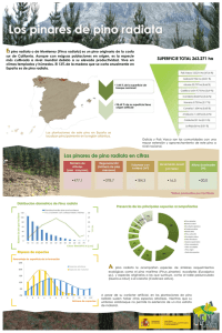 Los pinares de pino radiata en cifras